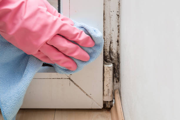 Best Professional Mold Removal  in Moorefield, WV